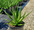 Safari Rose Aloe